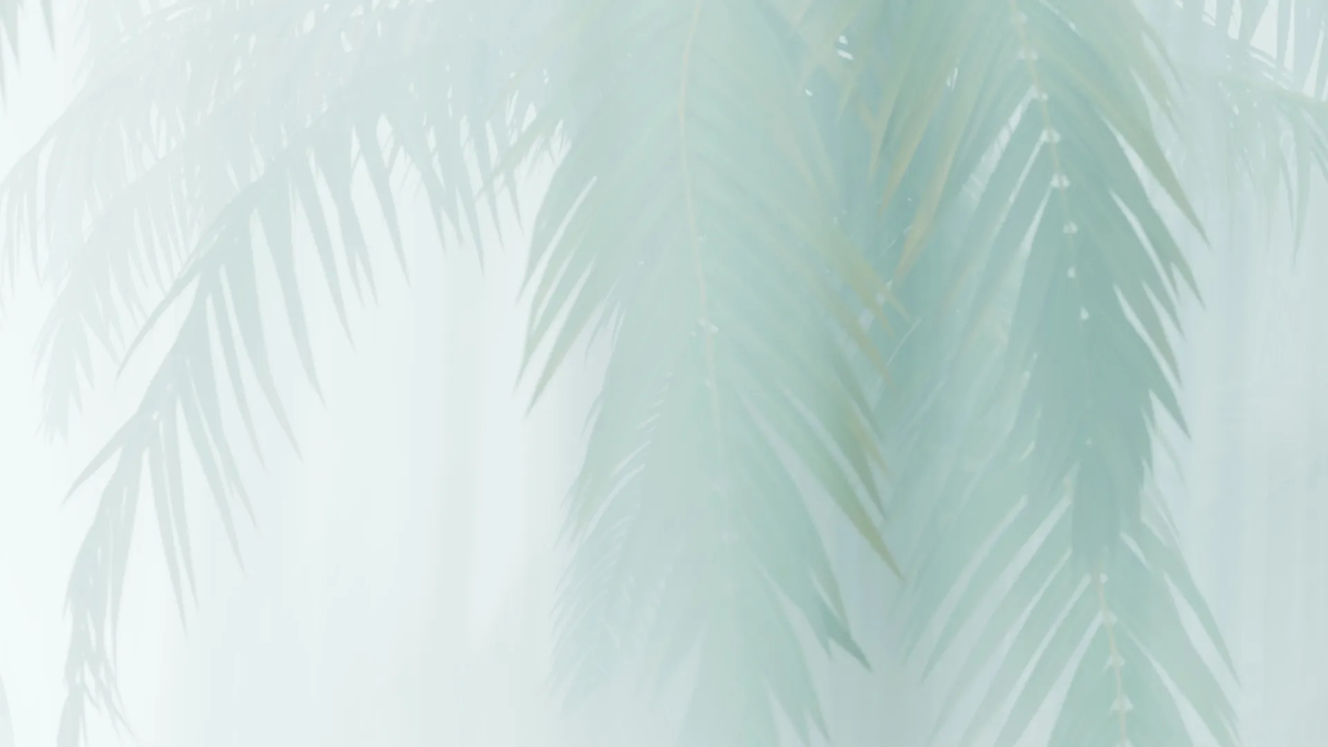 Papel mural Palma de Niebla - Colección Naturaleza